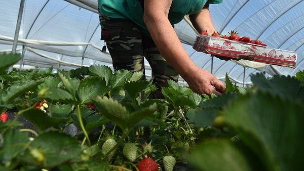Фермеры Подмосковья собрали свыше 300 т ягод с начала года<br />
