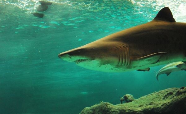 В Египте назвали причину нападения акул на туристов в Хургаде<br />

