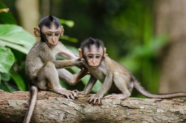 В Нидерландах выявлен первый случай заражения оспой обезьян ребенка