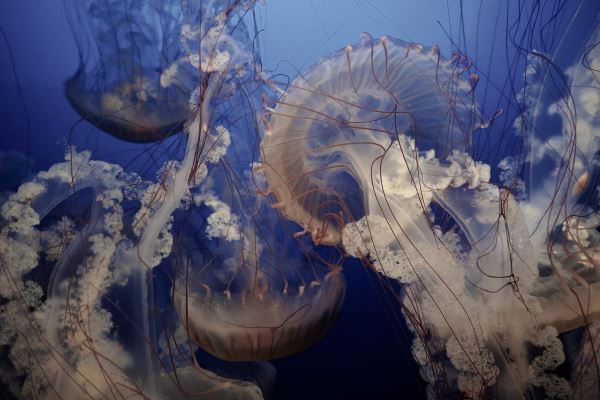 Врач предупредила об опасности ядовитых медуз в Черном море