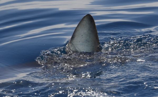 Что с акулами в Египте и какие пляжи закрыты для туристов<br />
